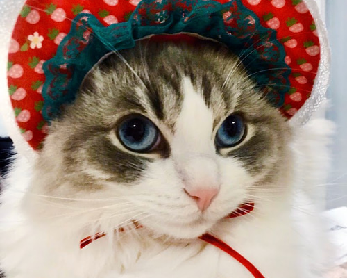 0_e3c14228c660062f3d2267cc8a2a