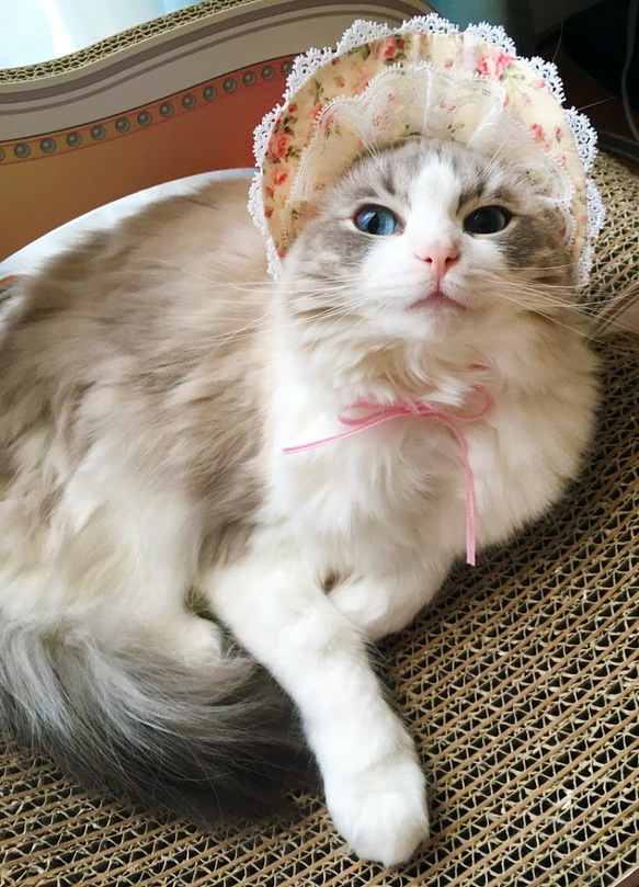 猫用帽子 クリーム色小花柄ボンネット ペット服・アクセサリー