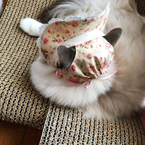 猫用帽子 クリーム色小花柄ボンネット ペット服・アクセサリー