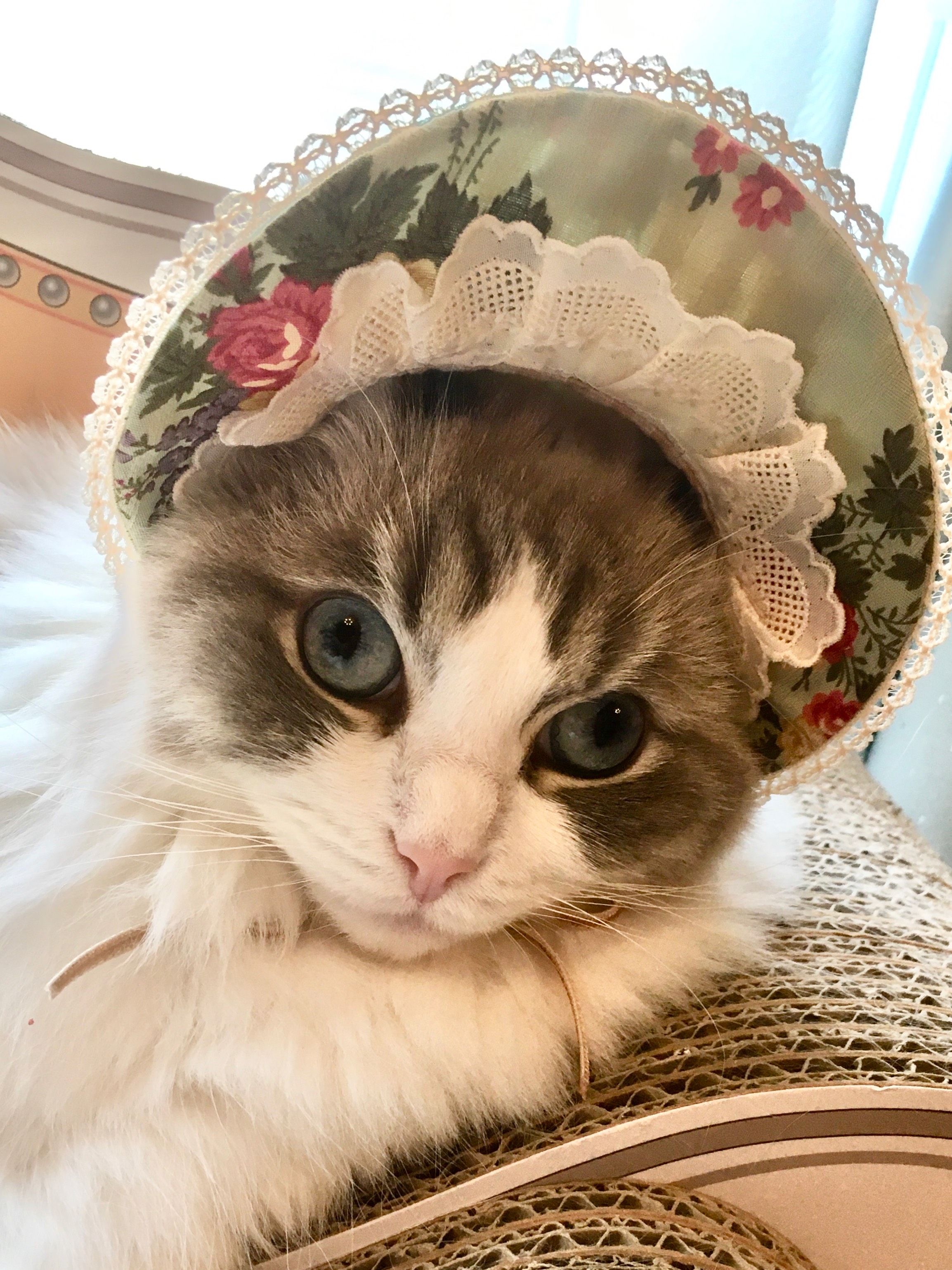 ボンネット帽子の甘い猫ちゃん アーティストベア 海外作家様 ハンドメイド アーティストベア ハンドメイド ボンネット帽子の甘い猫ちゃん 海外作家様