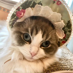 猫の帽子 若草色のボンネット ペット服・アクセサリー ronronbonnet