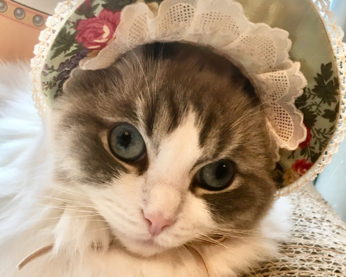 猫の帽子 若草色のボンネット ペット服・アクセサリー ronronbonnet