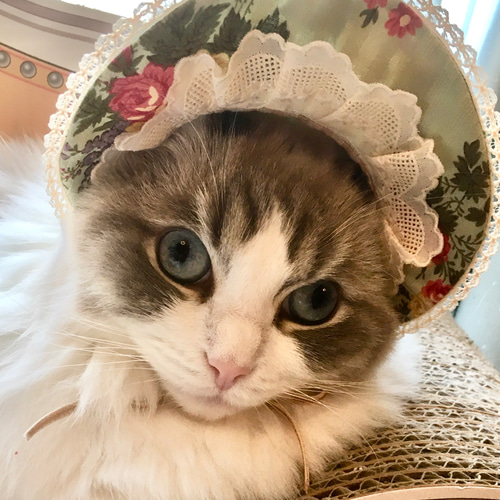 猫の帽子 若草色のボンネット ペット服・アクセサリー ronronbonnet