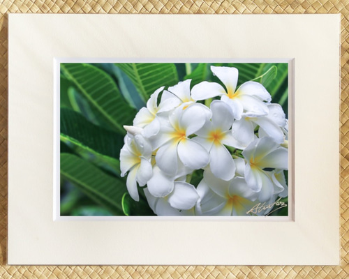 ラスト！プルメリアSweet valentine Plumeria by Nui ラスト！プルメリアSweet valentine Plumeria by Nui SWEET VALENTINE