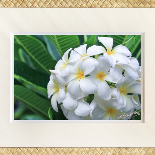 Round Plumeria」11×14マットフレーム ハワイ プルメリア レイ 花