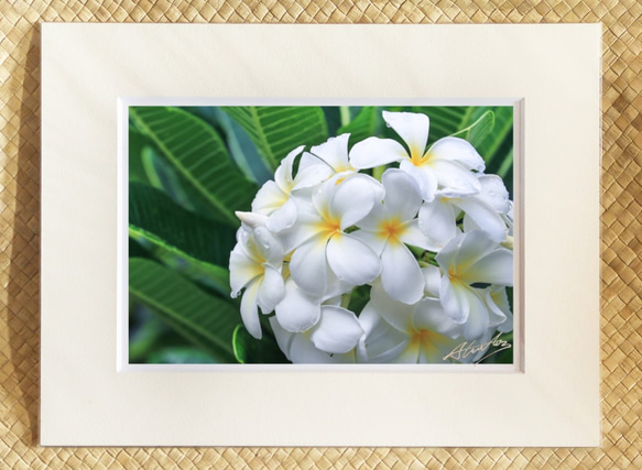 「Round Plumeria」１１×１４マットフレーム　ハワイ　プルメリア　レイ　花　風景写真　南国　アイランド　 1枚目の画像