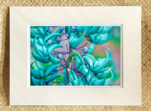 「ゲッコーと翡翠カズラ」愛らしいゲッコーくんとヒスイカズラの組み合わせ １１×１４マットフレーム作品 ハワイの風景写真 1枚目の画像