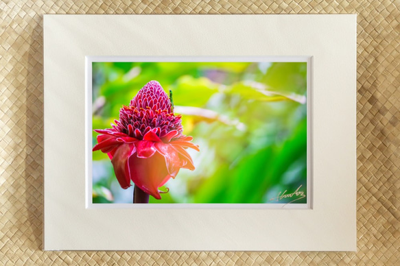 「トーチジンジャーとゲッコー」色鮮やかなトーチジンジャーに登るゲッコー １１×１４マットフレーム作品 ハワイの風景写真 1枚目の画像