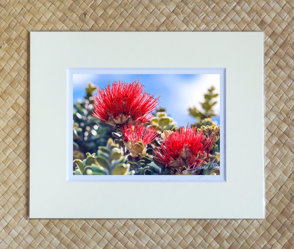 「レフア」原始的で力強いけど可憐な美しさを持つ花レフア ８×１０マットフレーム作品 ハワイの風景写真 1枚目の画像