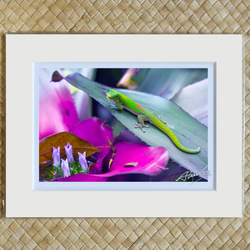 「ペロリなゲッコー」ネオレゲリアの葉の上から舌を出して挨拶するゲッコーくん ２Lマットフレーム作品 ハワイの風景写真 1枚目の画像