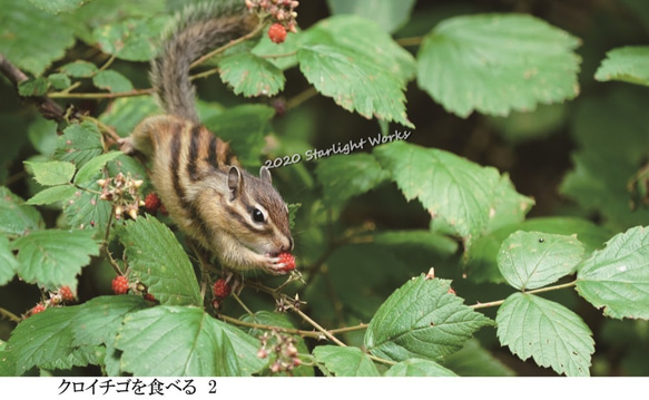 可愛いリス(シマリス）のポストカード5枚セット　Y 4枚目の画像