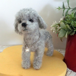 羊毛フェルト トイプードル グレー 犬 羊毛フェルト Daisy 通販