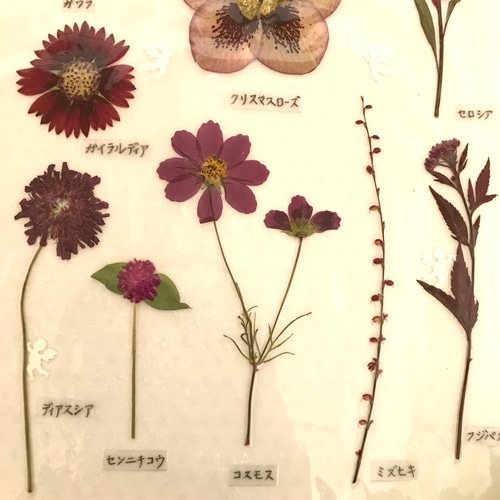 押し花で彩る植物標本〜エンジ色のお花たち〜 アートフラワー