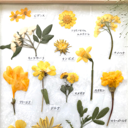 押し花でつくった植物標本　〜黄色いお花たち〜 3枚目の画像