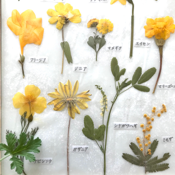 押し花でつくった植物標本　〜黄色いお花たち〜 4枚目の画像