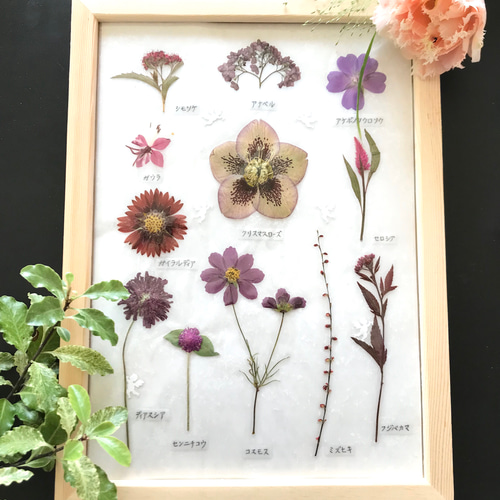 押し花でつくった植物標本〜エンジ色系のお花たち〜 アートフラワー