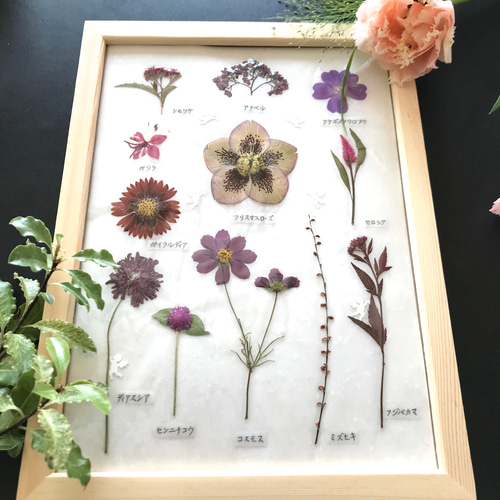 押し花でつくった植物標本〜エンジ色系のお花たち〜 アートフラワー