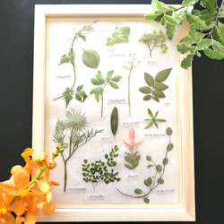 押し花でつくった植物標本 〜黄色いお花たち〜 ドライフラワー 押し花