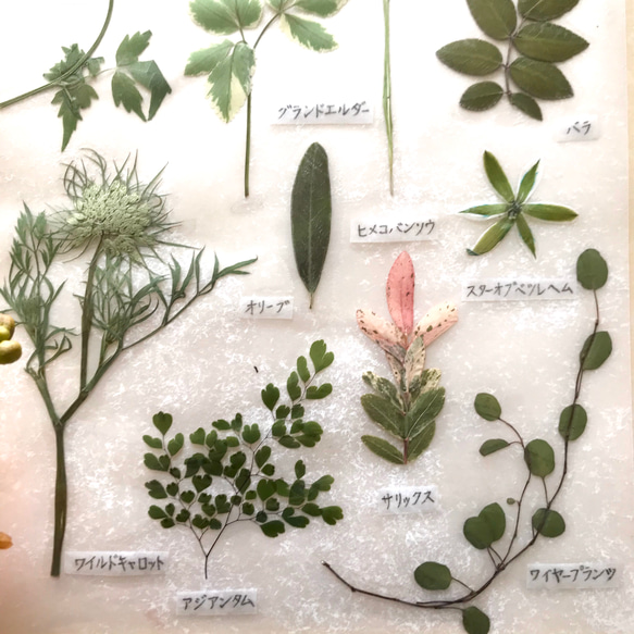 押し花でつくった植物標本　〜グリーン系〜 3枚目の画像