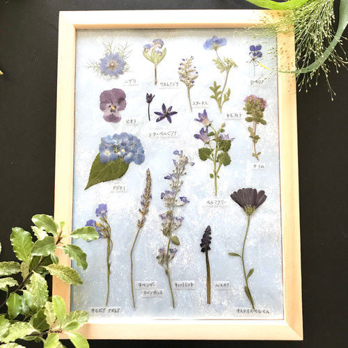 押し花でつくった植物標本 紫〜ブルー系のお花たち アートフラワー