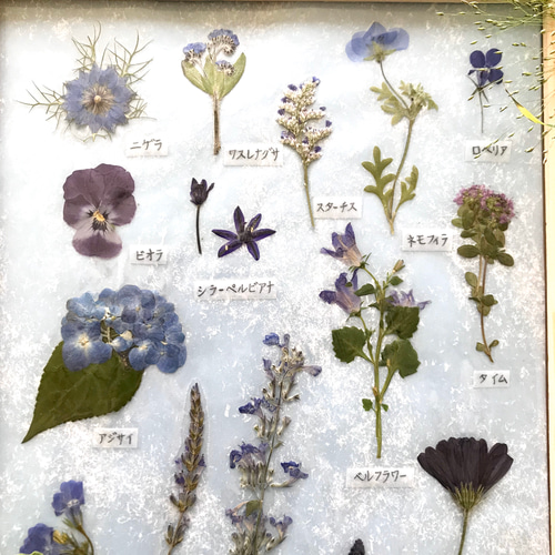 押し花でつくった植物標本 紫〜ブルー系のお花たち アート
