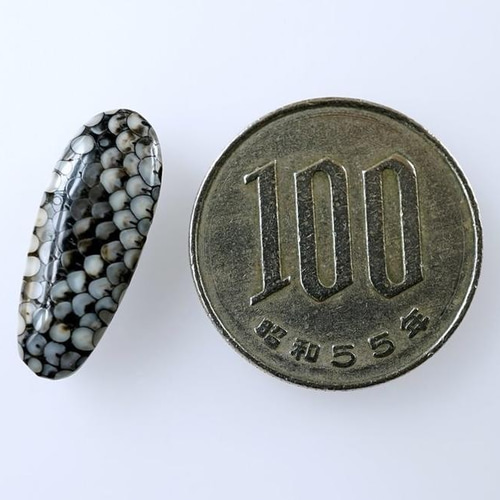 スネークスキンストーン（魚類咽頭歯の化石）#48 その他素材