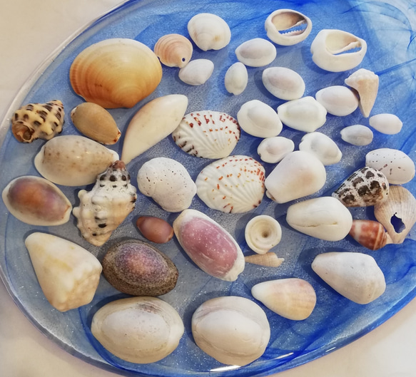 タカラガイ　貝殻 貝殻の小物入れ-タカラガイ(ムラサキ)-【6cm前後/1個】 En: Shell coin