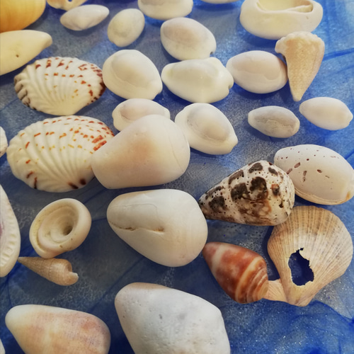 貝殻 いろいろ タカラガイ他 送料120円 インテリアにも 天然貝 海