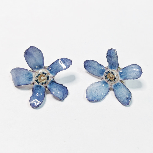 ブルースター 本物のお花のアクセサリー ピアス イヤリング