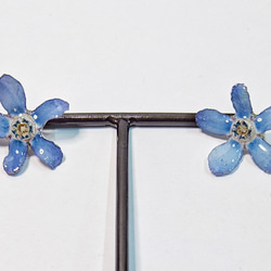 ブルースター　本物のお花のアクセサリー　ピアス　イヤリング 4枚目の画像