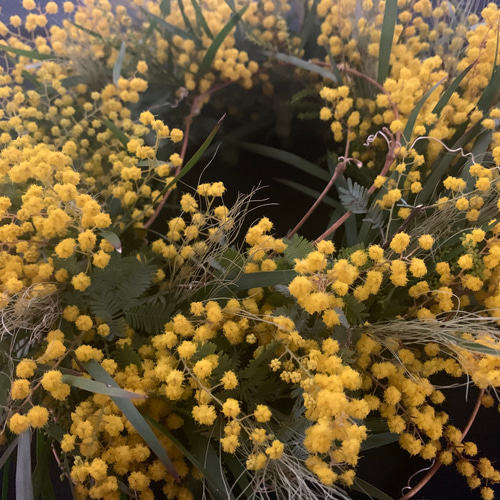 人気】ミモザリース 30cm アカシア ドライフラワー 卒業 入学 新居