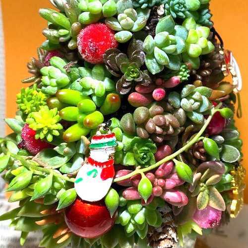 多肉植物 寄せ植え クリスマスツリー その他インテリア雑貨 feminine