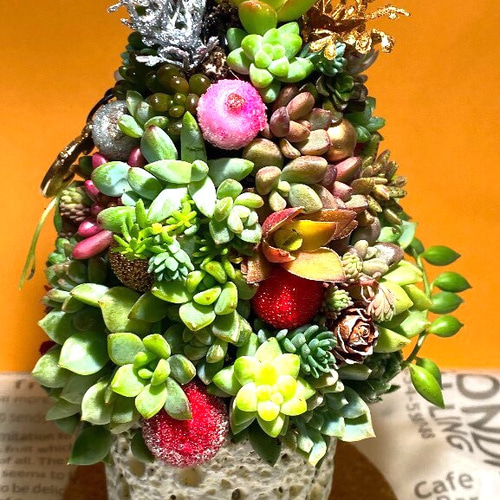 多肉植物 寄せ植え クリスマスツリー その他インテリア雑貨 feminine