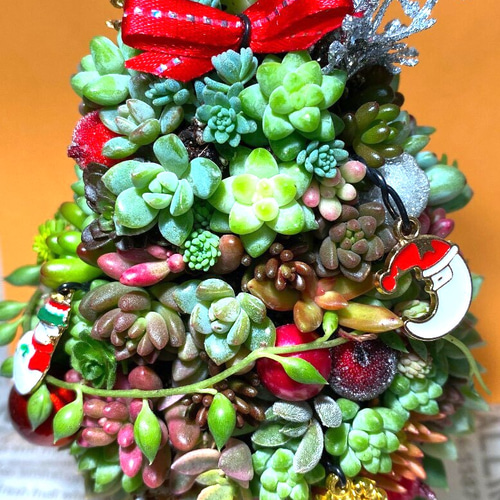 多肉植物 クリスマスツリー型 1541896846346_380103_20181111_