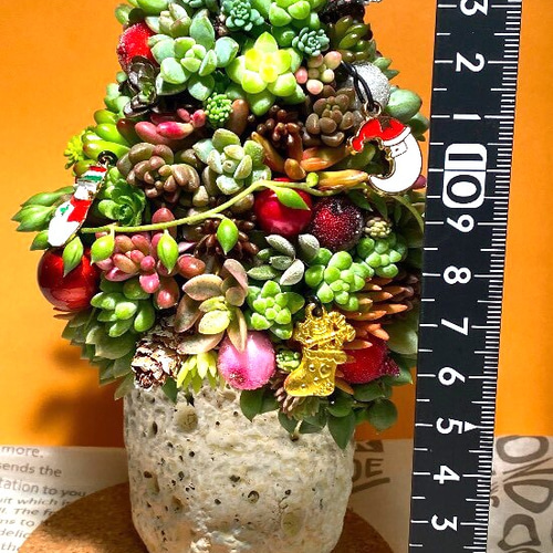 多肉植物 寄せ植え クリスマスツリー その他インテリア雑貨 feminine