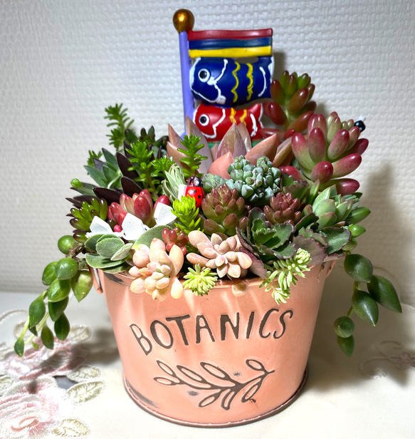 多肉植物 寄せ植え 鯉のぼり ブリキ鉢pink その他インテリア雑貨