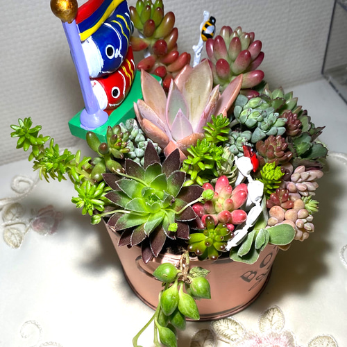 多肉植物 寄せ植え 鯉のぼり ブリキ鉢pink その他インテリア雑貨