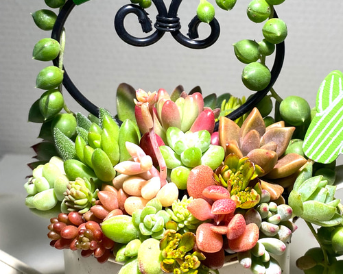 多肉寄せ植え♡グリーンネックレス 多肉植物 寄せ植え グリーンネックレス 贅沢ハート仕立て♡プレゼント