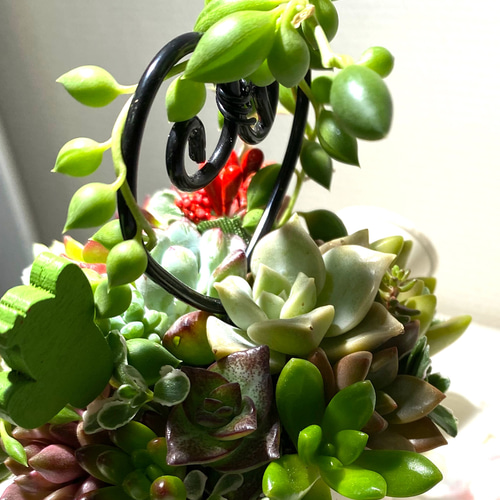 多肉植物 寄せ植え グリーンネックレス 贅沢ハート仕立て 多肉植物 寄せ植え グリーンネックレス 贅沢ハート仕立て