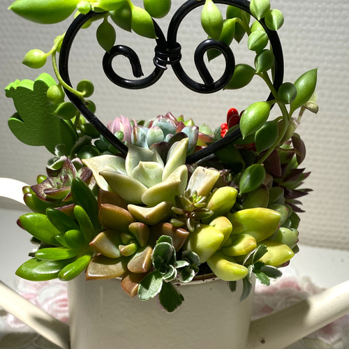 多肉植物 寄せ植え グリーンネックレス 贅沢ハート仕立て