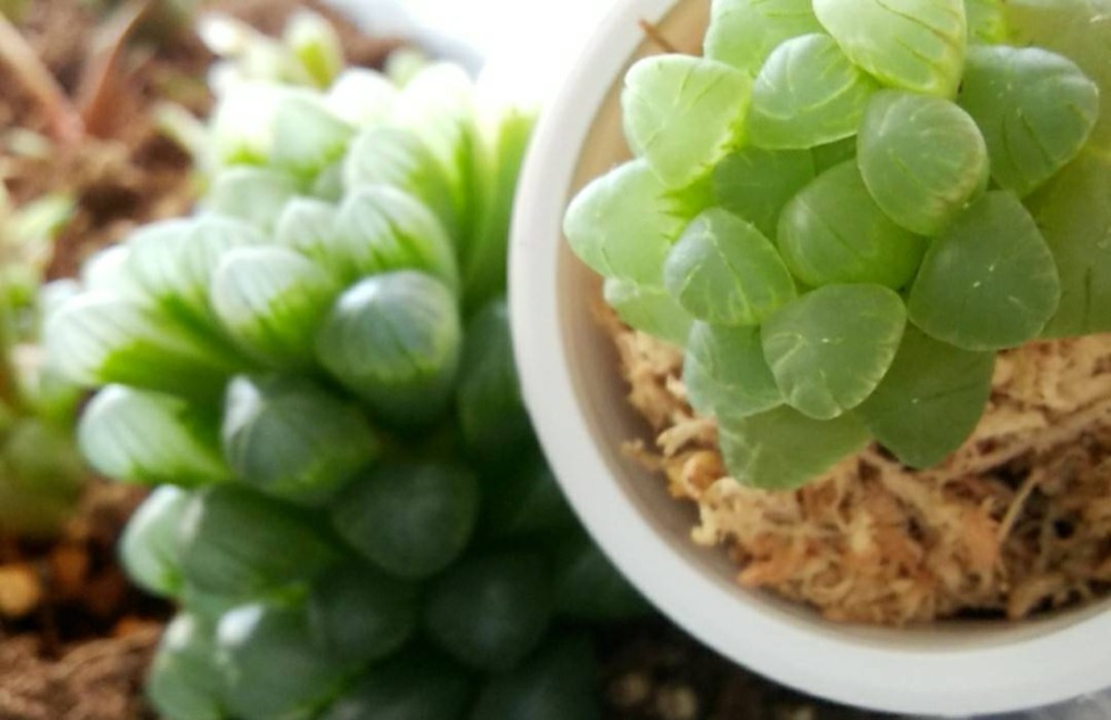 【現品　根付き】ハオルチア「コアクタータ」多肉植物　7.5㌢鉢　子株付き 現品 根付き】ハオルチア「コアクタータ」多肉植物 7.5㌢鉢 子株付き