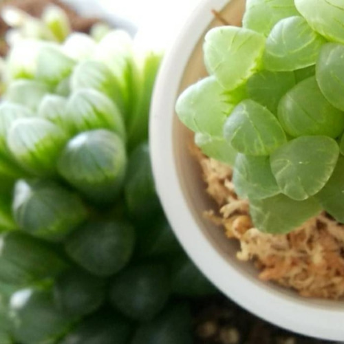 ハオルチアオブツーサ錦 子株いっぱい付き 極上斑入り個体美苗