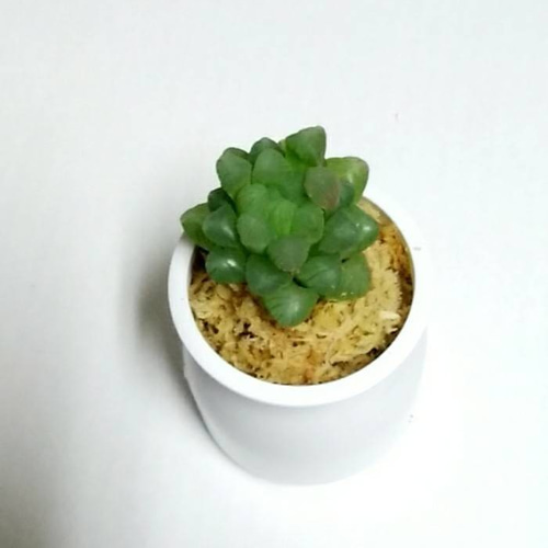 現品 根付き】ハオルチア「コアクタータ」多肉植物 7.5㌢鉢 子株付き