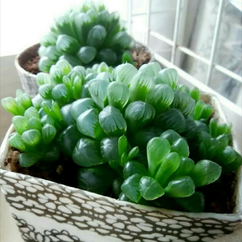 現品 根付き】ハオルチア「コアクタータ」多肉植物 7.5㌢鉢 子株付き