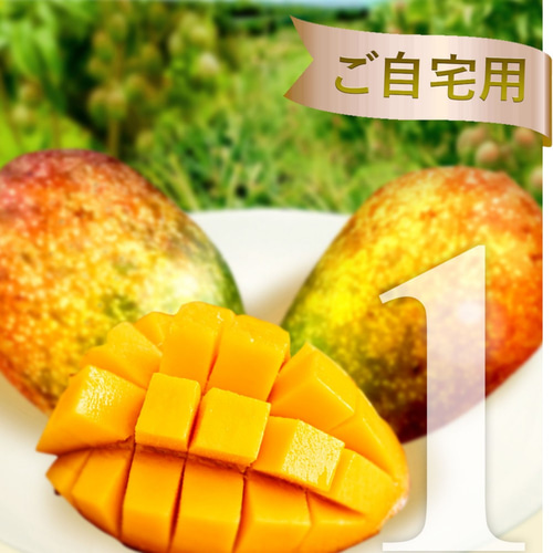 マンゴー 1kg(2-4玉) 【ご自宅用】 沖縄県産 宜野座村産 送料無料 果物