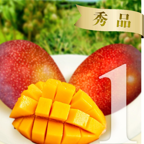 マンゴー 1kg(2-4玉) 【秀品】 沖縄県産 宜野座村産 送料無料 【予約