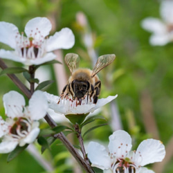 MANUKA ORGANIC HONEY MGO638 オーガニック​　マヌカ・ハニー MGO638 150g 3枚目の画像