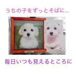 オーダー《受注製作》羊毛フェルト  愛犬製作♡うちのコ♡額入り　メモリアル　　記念 1枚目の画像