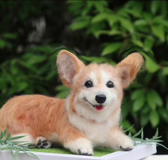 うちのコみたい♡世界で一つのコーギー♡羊毛フェルト　犬　コーギー♡結婚式　メモリアル 8枚目の画像