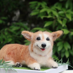 うちのコみたい♡世界で一つのコーギー♡羊毛フェルト　犬　コーギー♡結婚式　メモリアル 3枚目の画像